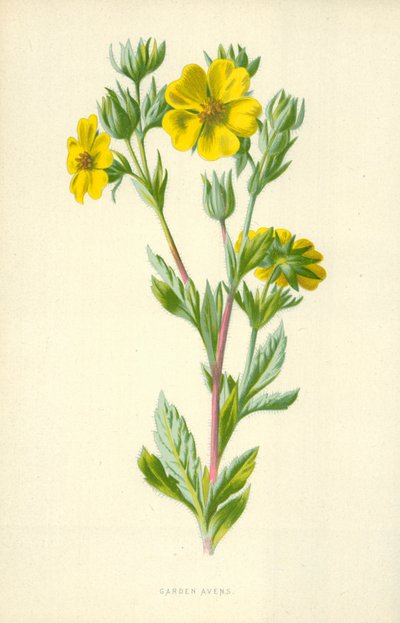 Bahçe Avnları by Frederick Edward Hulme