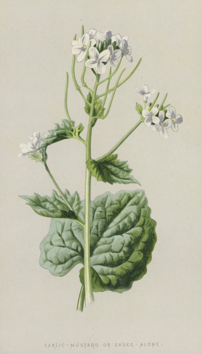 Sarımsak-Hardal veya Yalnız Sos (chromolitho) by Frederick Edward Hulme