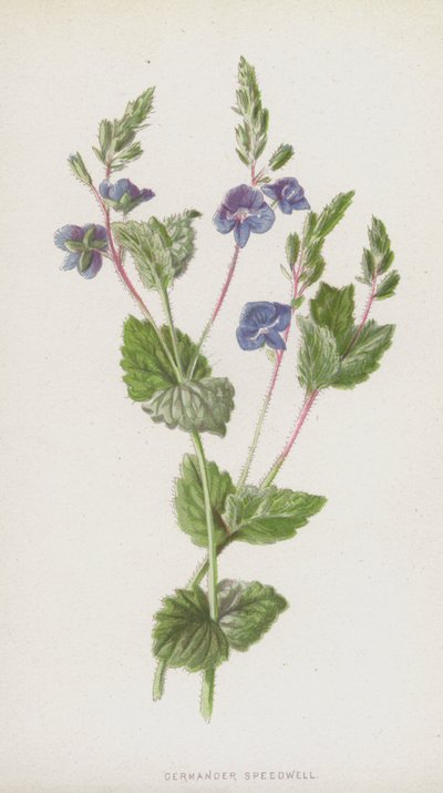 Germander Speedwell (kromolitho) by Frederick Edward Hulme