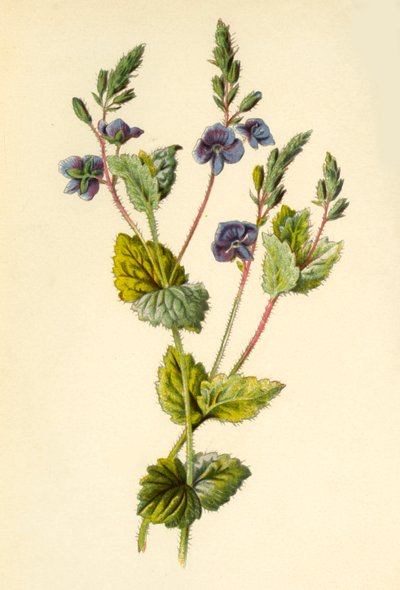 Alman Speedwell, 1877. by Frederick Edward Hulme