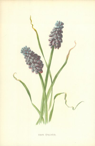 Üzüm Sümbül by Frederick Edward Hulme