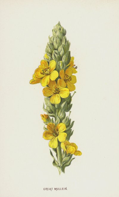 Büyük Mullein (kromolitho) by Frederick Edward Hulme