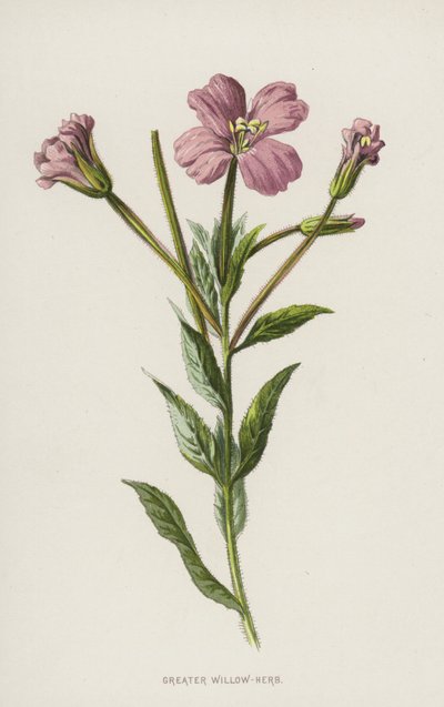 Büyük Söğüt Bitkisi (chromolitho) by Frederick Edward Hulme