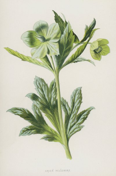Yeşil Hellebore (chromolitho) by Frederick Edward Hulme