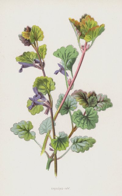 Yer Sarmaşığı (chromolitho) by Frederick Edward Hulme