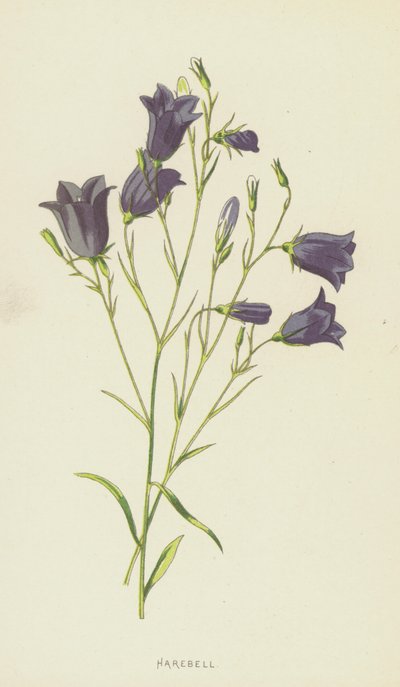 Harebell (kromolitho) by Frederick Edward Hulme
