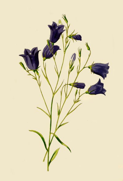 Harebell, 1877. by Frederick Edward Hulme