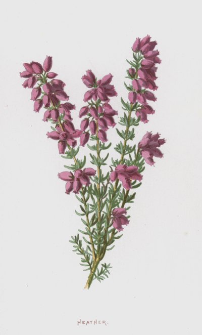 Heather (kromolito) by Frederick Edward Hulme