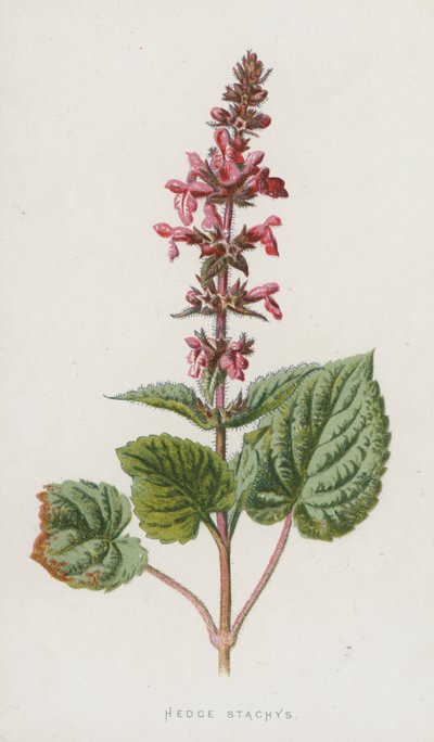 Hedge Stachys (kromolitho) by Frederick Edward Hulme