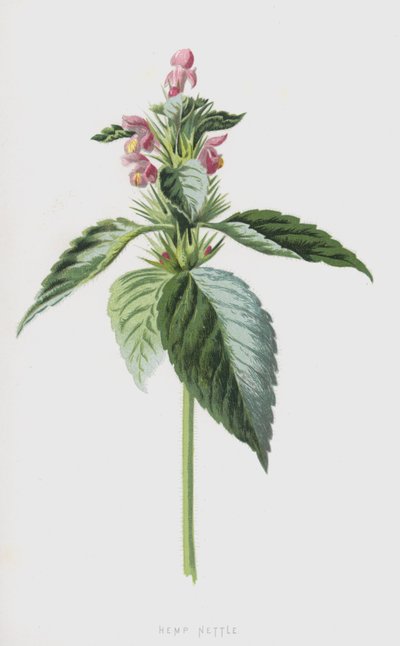 Kenevir Isırgan (chromolitho) by Frederick Edward Hulme