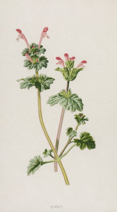 Henbit (kromolito) by Frederick Edward Hulme