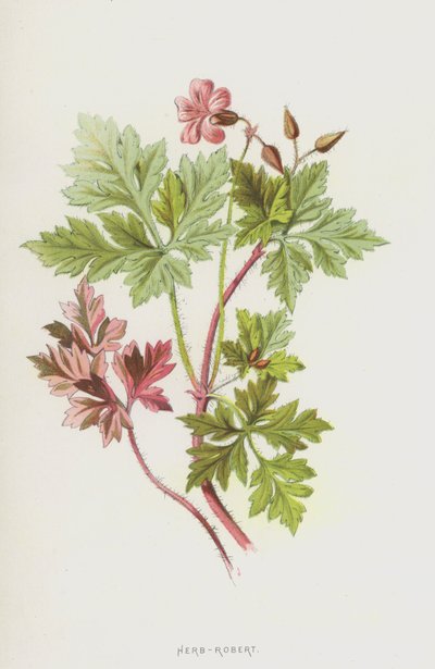 Herb-Robert (kromolitho) by Frederick Edward Hulme