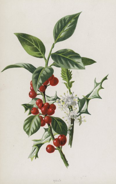 Holly (kromolito) by Frederick Edward Hulme