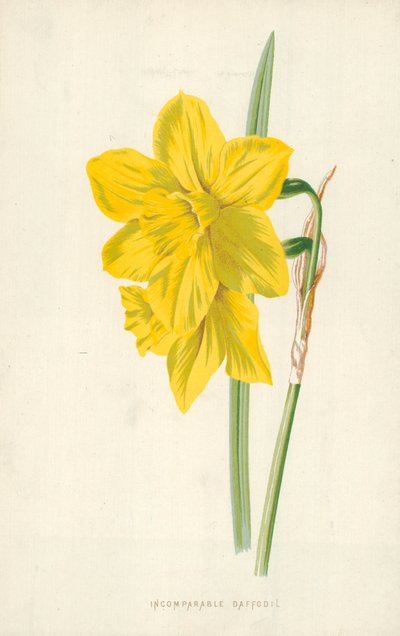 eşsiz nergis by Frederick Edward Hulme