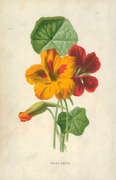 Hint Tere by Frederick Edward Hulme
