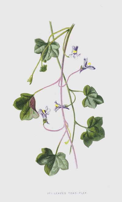 Sarmaşık Yapraklı Kurbağa Keten (chromolitho) by Frederick Edward Hulme