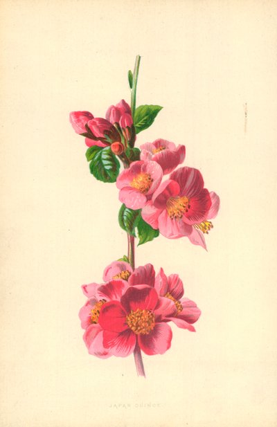 Japonya Ayva by Frederick Edward Hulme