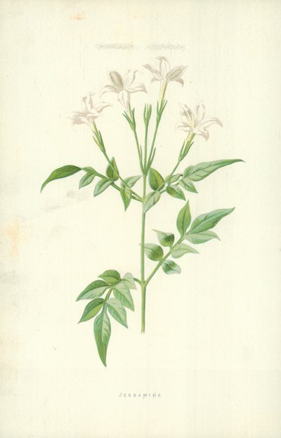 Jessamin by Frederick Edward Hulme