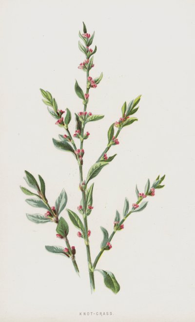 Düğüm-Çimen (kromolitho) by Frederick Edward Hulme