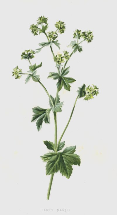 Hanımefendi Mantosu (kromolitho) by Frederick Edward Hulme