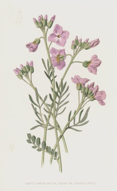 Bayan Önlüğü, Acı Tere veya Cuckooflower (chromolitho) by Frederick Edward Hulme