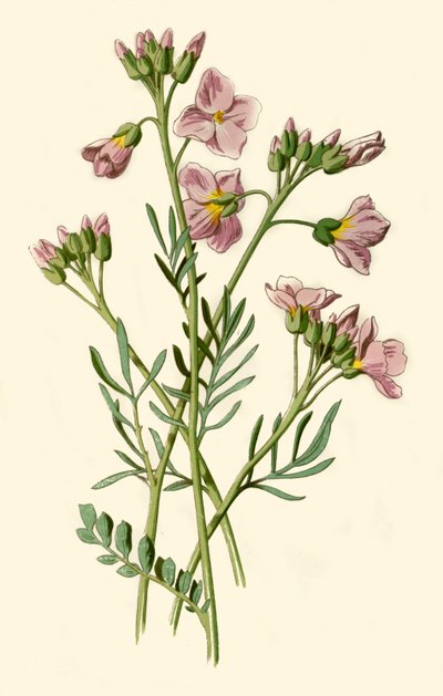 Ladys Smock, Bittertere veya Guguklu Çiçeği, 1877. by Frederick Edward Hulme