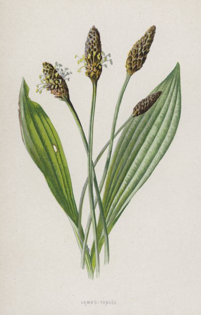 Kuzuların Dili (chromolitho) by Frederick Edward Hulme
