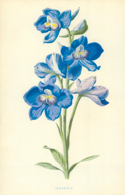 Hezaren çiçeği by Frederick Edward Hulme
