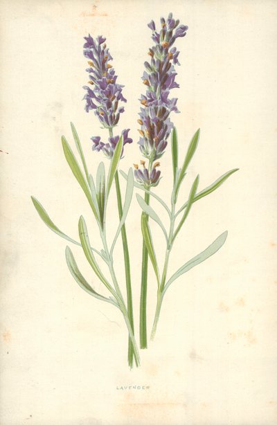 Lavanta by Frederick Edward Hulme