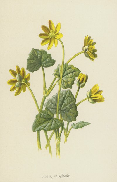 Küçük Kırlangıçotu (chromolitho) by Frederick Edward Hulme