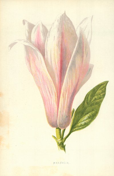 Manolya by Frederick Edward Hulme