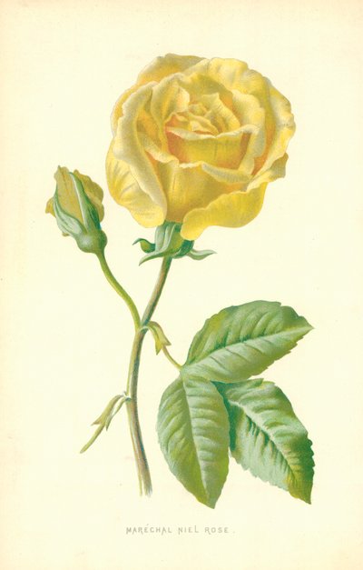 Mareşal Niel Rose by Frederick Edward Hulme