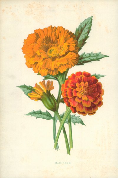 Kadife çiçeği by Frederick Edward Hulme
