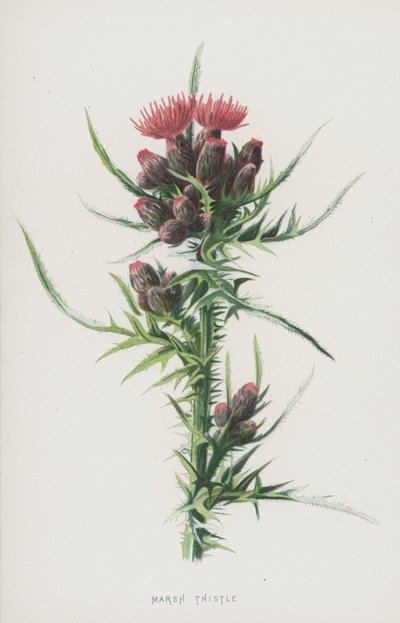 Bataklık Devedikeni (kromolitho) by Frederick Edward Hulme