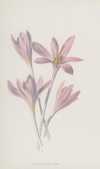Çayır Safranı (chromolitho) by Frederick Edward Hulme