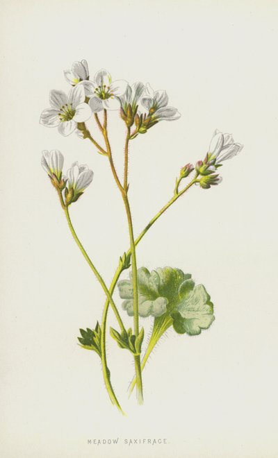 Çayır Saxifrage (chromolitho) by Frederick Edward Hulme