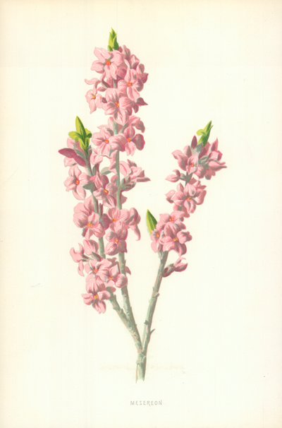 mesereon by Frederick Edward Hulme