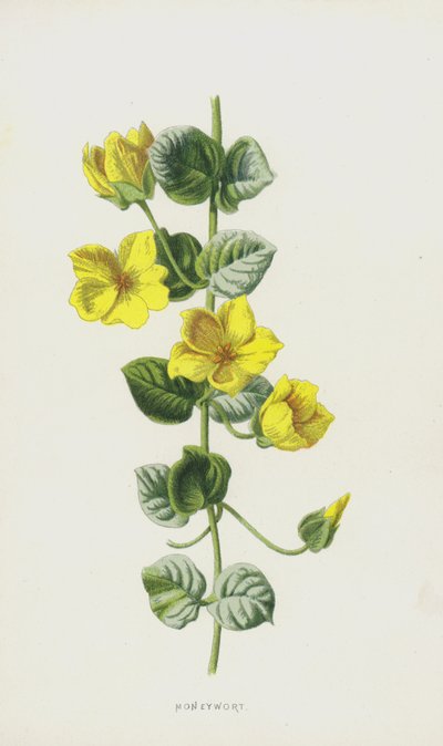 Parawort (kromolitho) by Frederick Edward Hulme