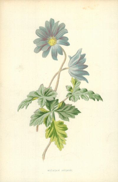 dağ anemon by Frederick Edward Hulme