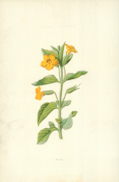 Misk by Frederick Edward Hulme