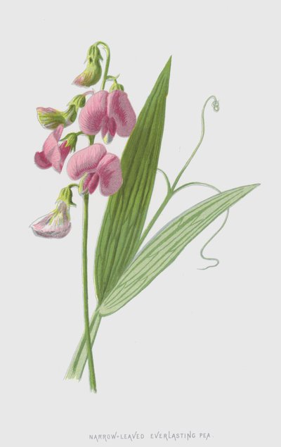 Dar Yapraklı Sonsuz Bezelye (chromolitho) by Frederick Edward Hulme