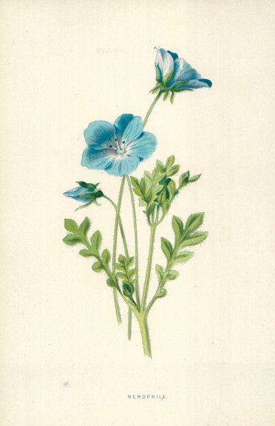 Nemofila by Frederick Edward Hulme