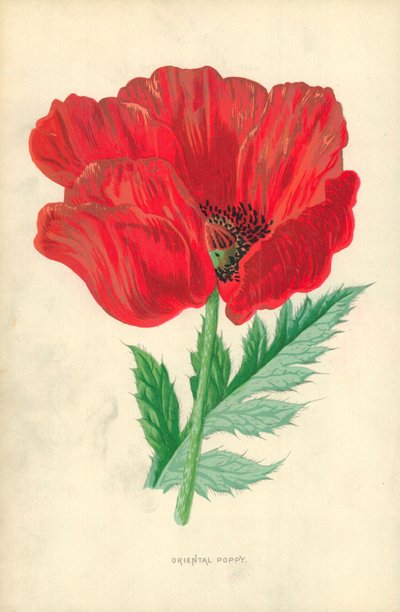 oryantal haşhaş by Frederick Edward Hulme