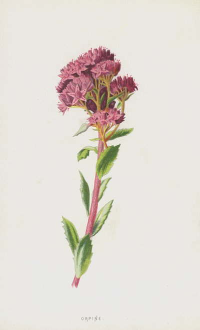 Orpin (kromolito) by Frederick Edward Hulme