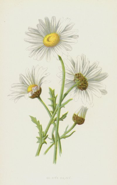 Öküz Gözü Papatya (kromolitho) by Frederick Edward Hulme