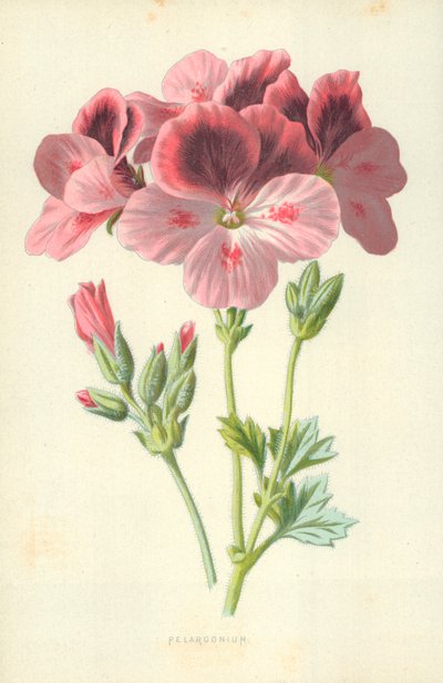 Sardunya by Frederick Edward Hulme
