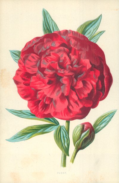 Şakayık by Frederick Edward Hulme