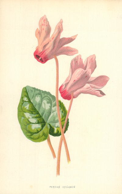Farsça Siklamen by Frederick Edward Hulme