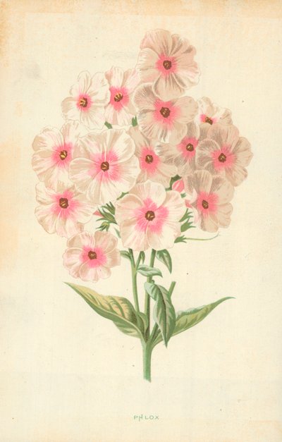 Floksa by Frederick Edward Hulme