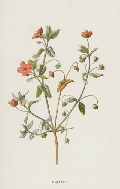 Pimpernel (kromolitho) by Frederick Edward Hulme